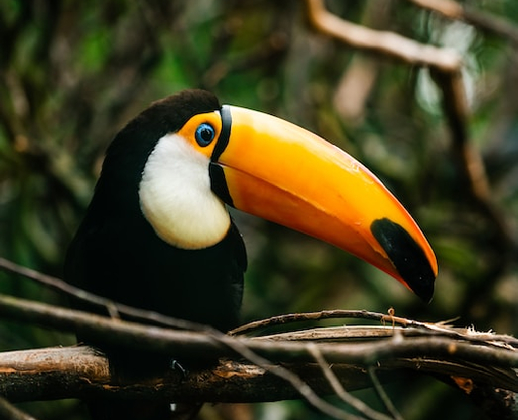https://okberim.com/wp-content/uploads/2025/09/brazil.jpg